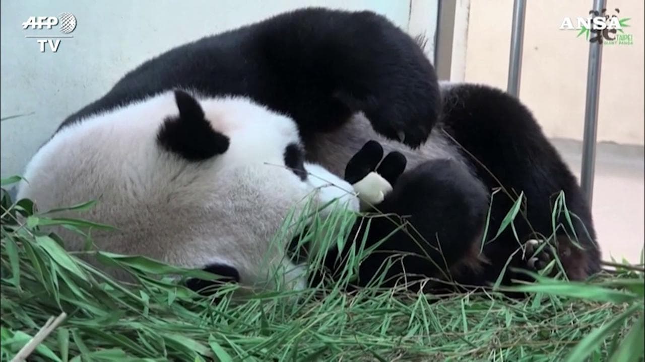 Taipei, il cucciolo di panda è nell'incubatrice: la mamma fa pratica con un peluche