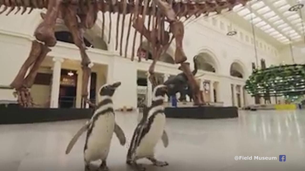 Pinguini 'in gita' al Field Museum di Chicago: faccia a faccia con il T.Rex