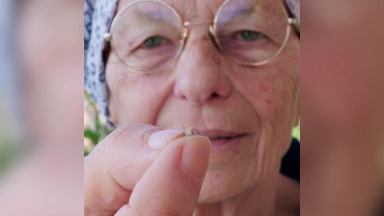 Emma Bonino pianta un seme di cannabis in terrazzo: "Proibendone l'uso aiutiamo solo le mafie"