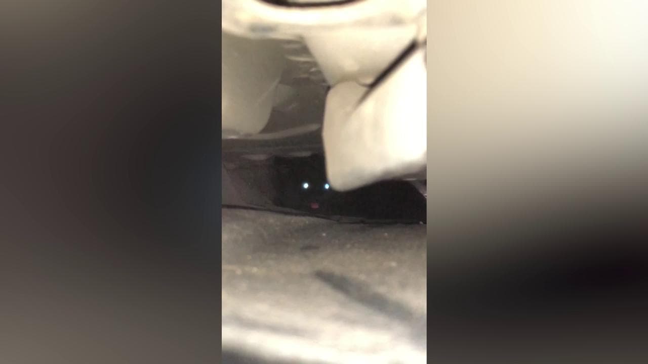 Dal cofano dell'auto si sente miagolare: vanno dal meccanico ed esce un gattino (stupendo)