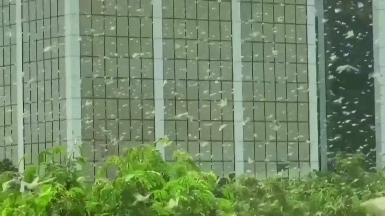 India, l'invasione delle locuste: il cielo sopra Gurugram si oscura