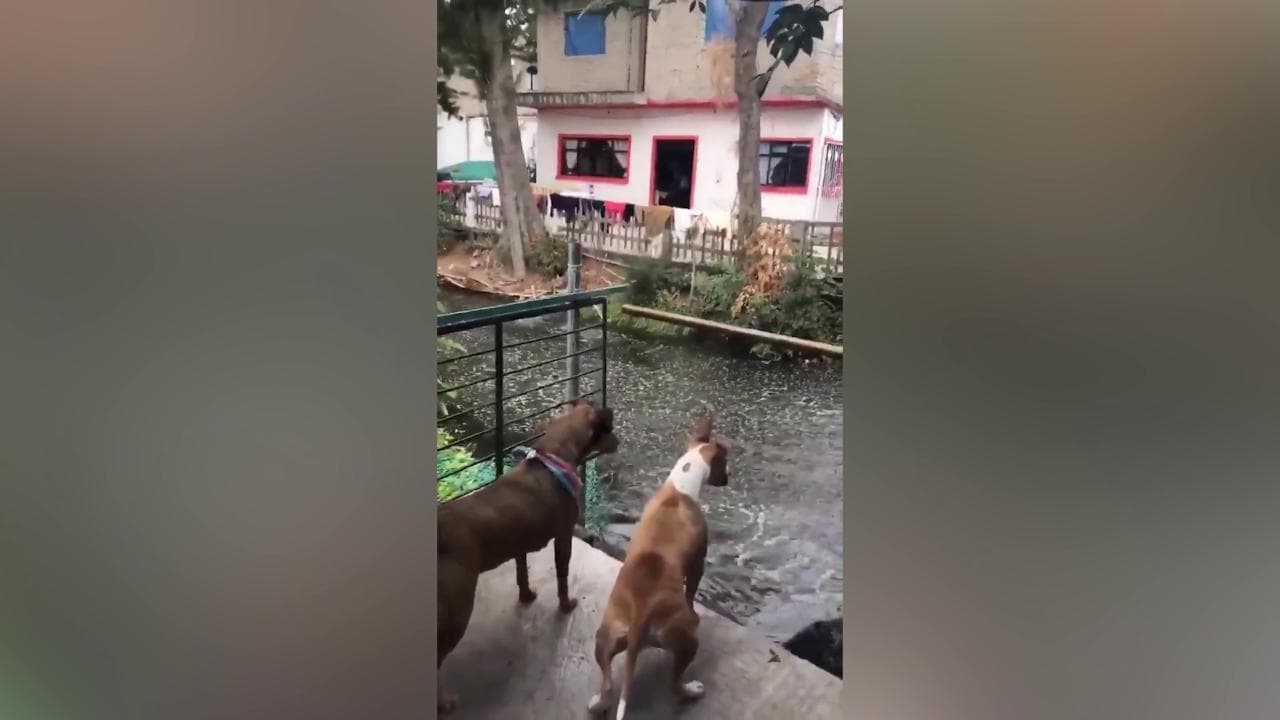 Terremoto in Messico, la scossa fa saltare i pesci fuori dal canale