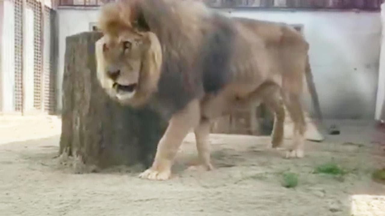 Senza artigli e con i denti limati: sequestrato leone di un circo francese. I primi passi dopo la liberazione