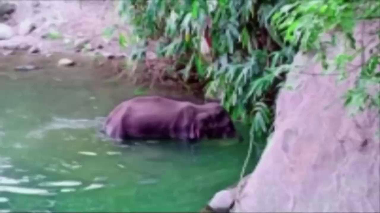 La storia dell'elefantessa incinta uccisa in India fa il giro del mondo: aveva mangiato un ananas pieno di petardi