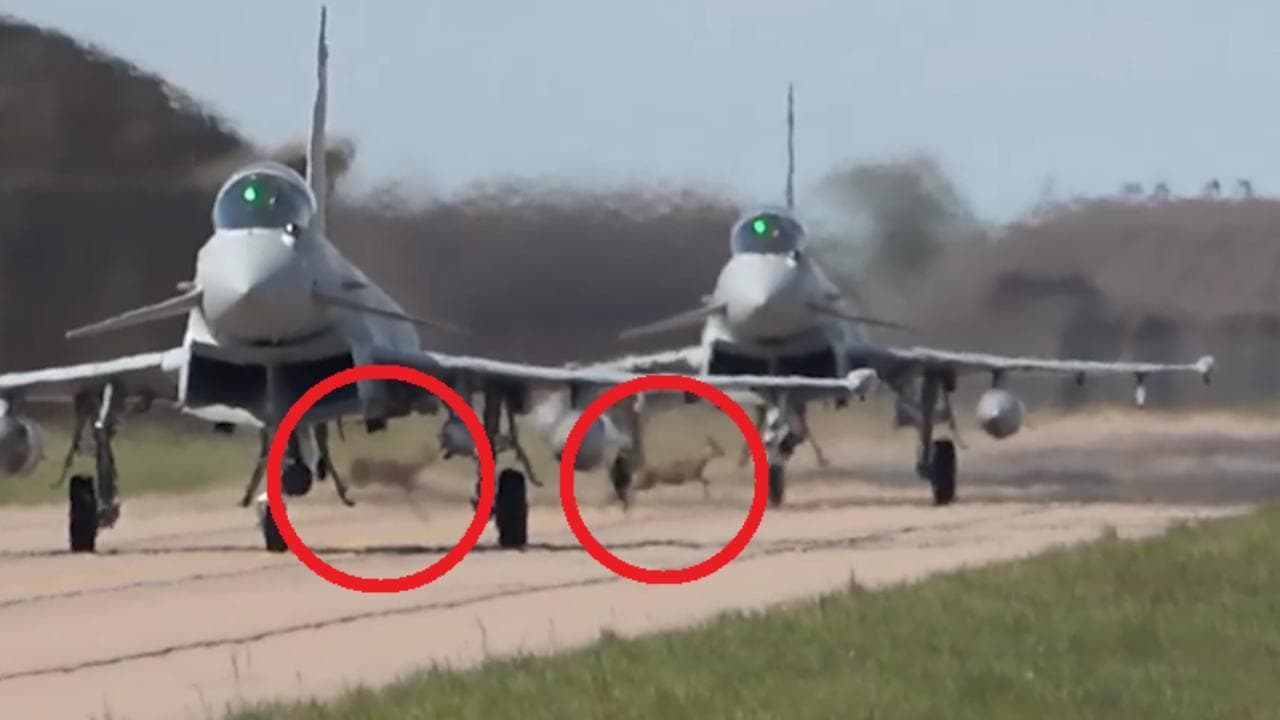 Il tempismo dei cervi: attraversano la pista della base aerea tra i caccia in movimento