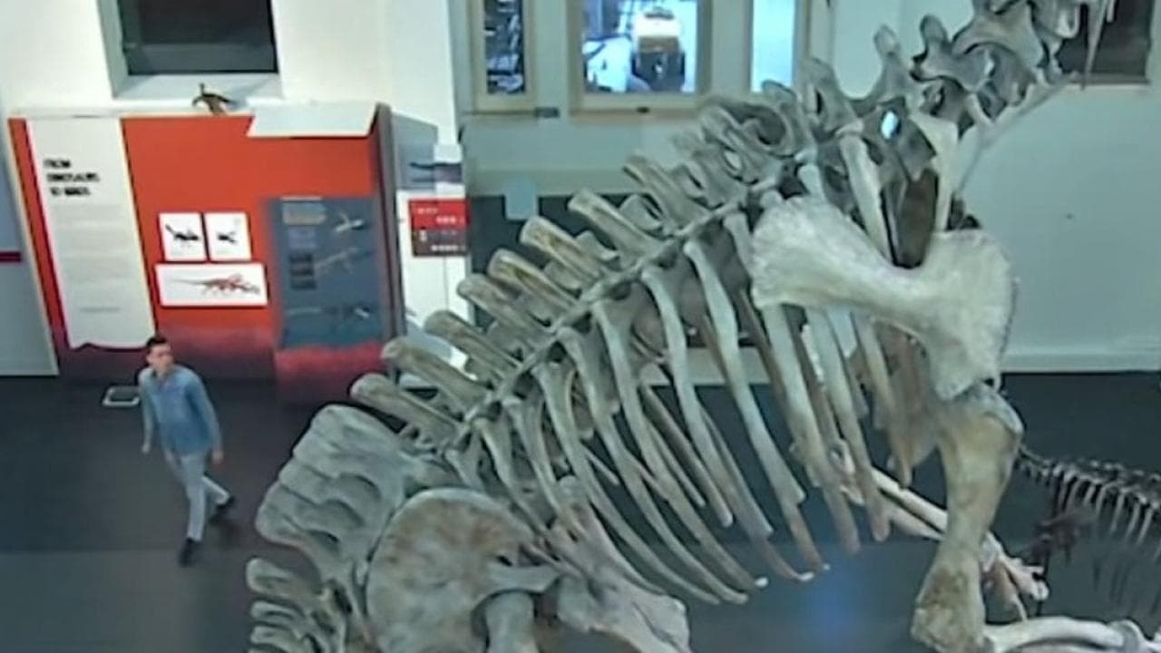 Sydney, scala le impalcature per un selfie con il dinosauro: notte al museo per uno studente