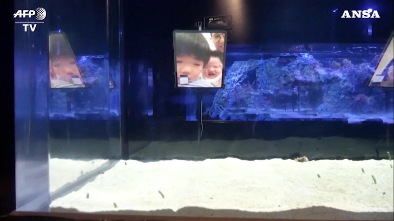 Coronavirus, l'acquario giapponese ai visitatori: "Videochiamate le anguille. Rischiano di dimenticarsi di voi"