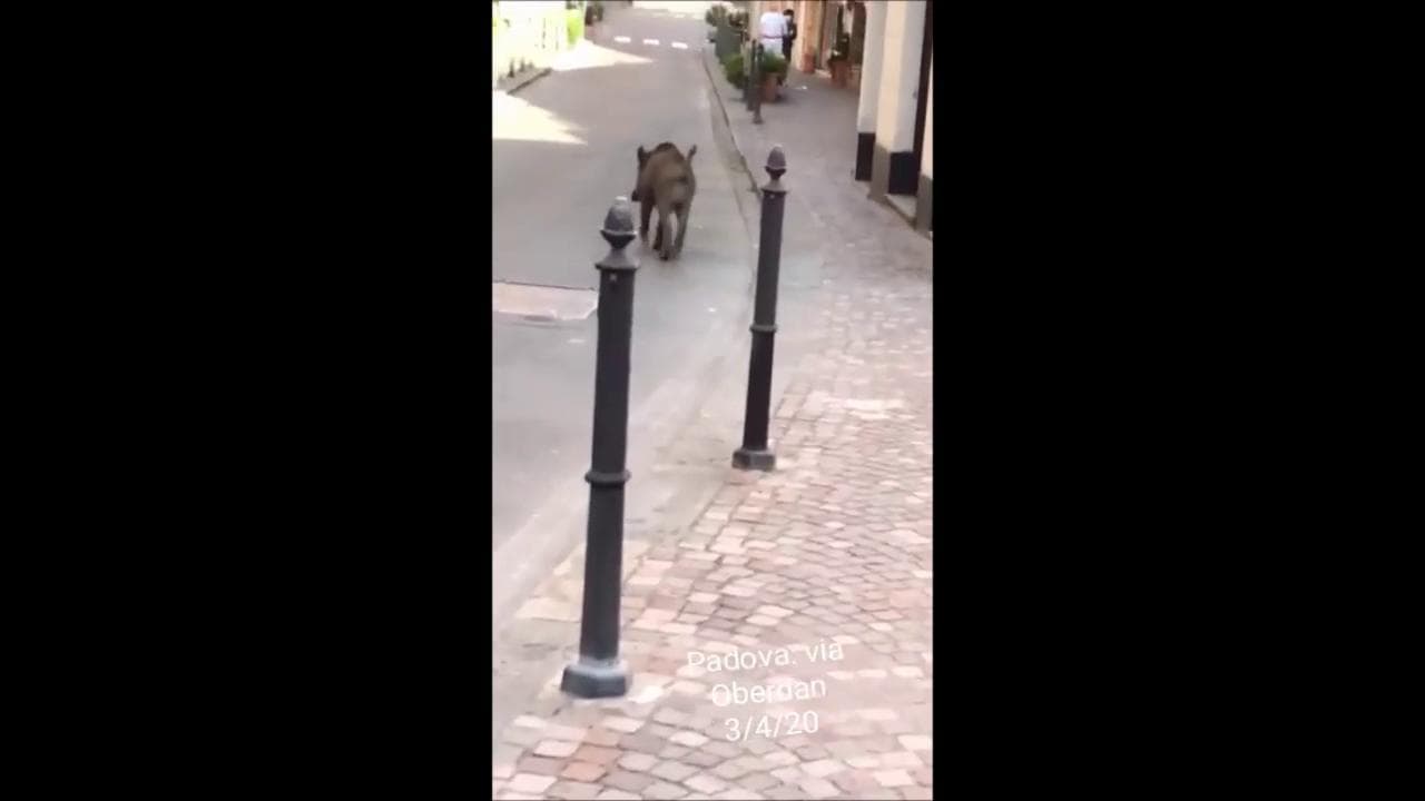 Coronavirus, il fake video del cinghiale a spasso per Padova