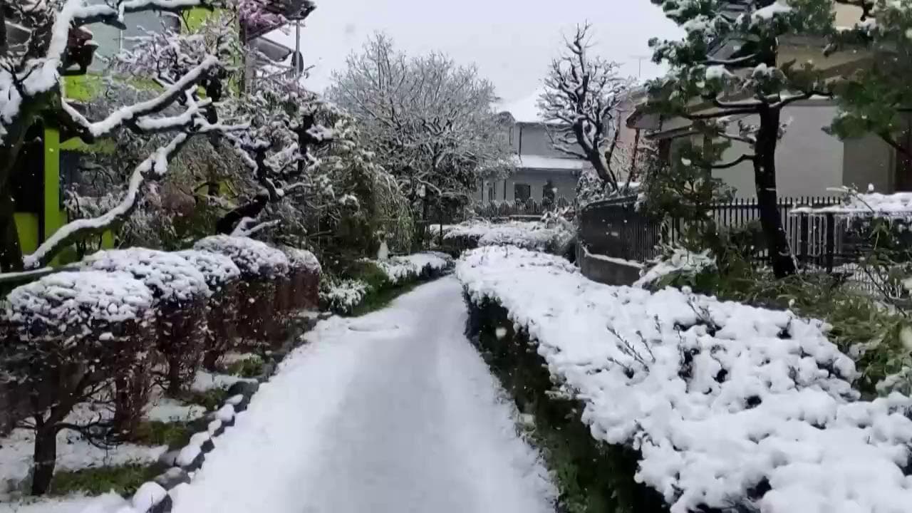 Incanto su Tokyo: la neve scende sui ciliegi in fiore