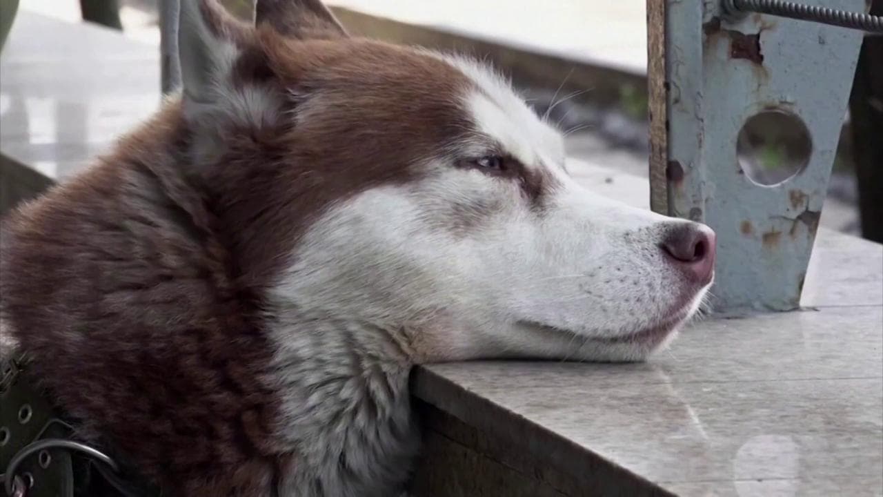Come Hachiko: in Russia un cane aspetta tutti i giorni la sua padrona fuori dall'ufficio