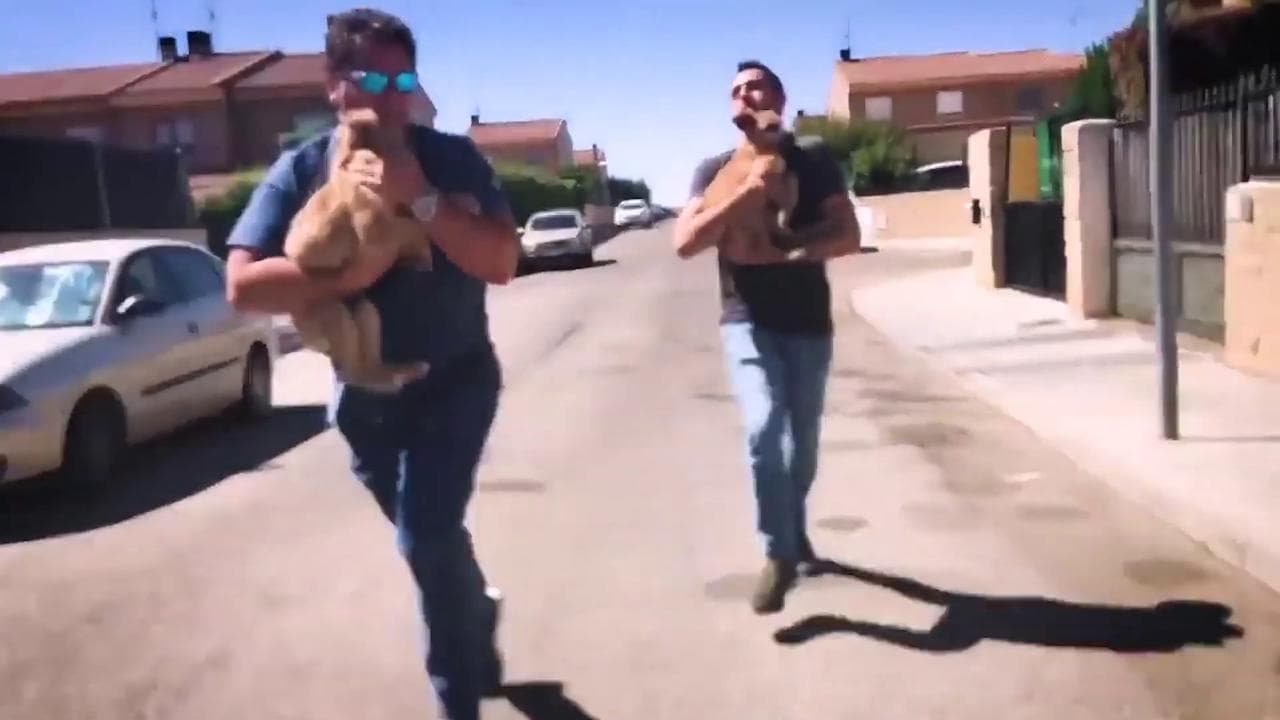 Spagna, due cuccioli vengono maltrattati dal padrone: il veterinario li rapisce per salvarli