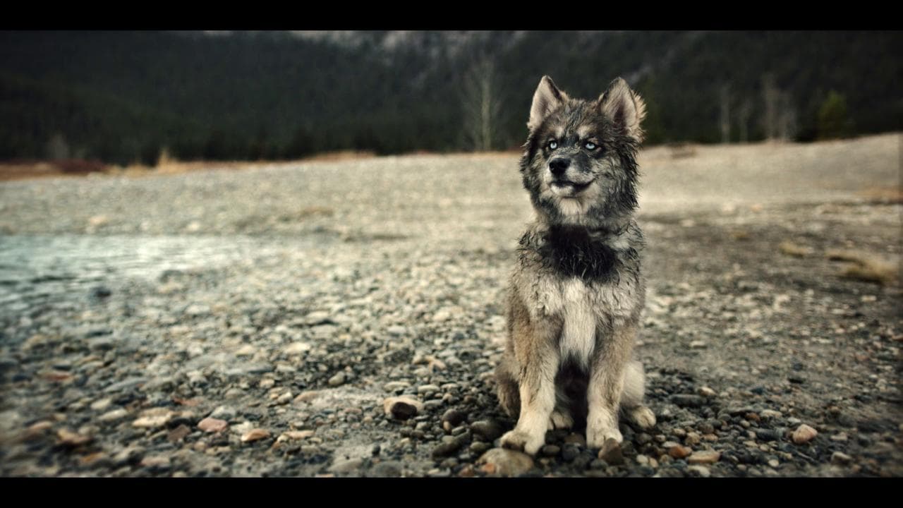 Willem Dafoe e il suo husky protagonista dell'avventura di Togo