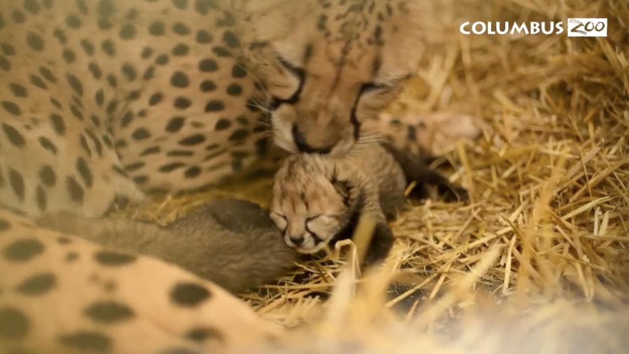 Usa, nati due cuccioli di ghepardo concepiti in vitro: dalla provetta la speranza di salvare la specie