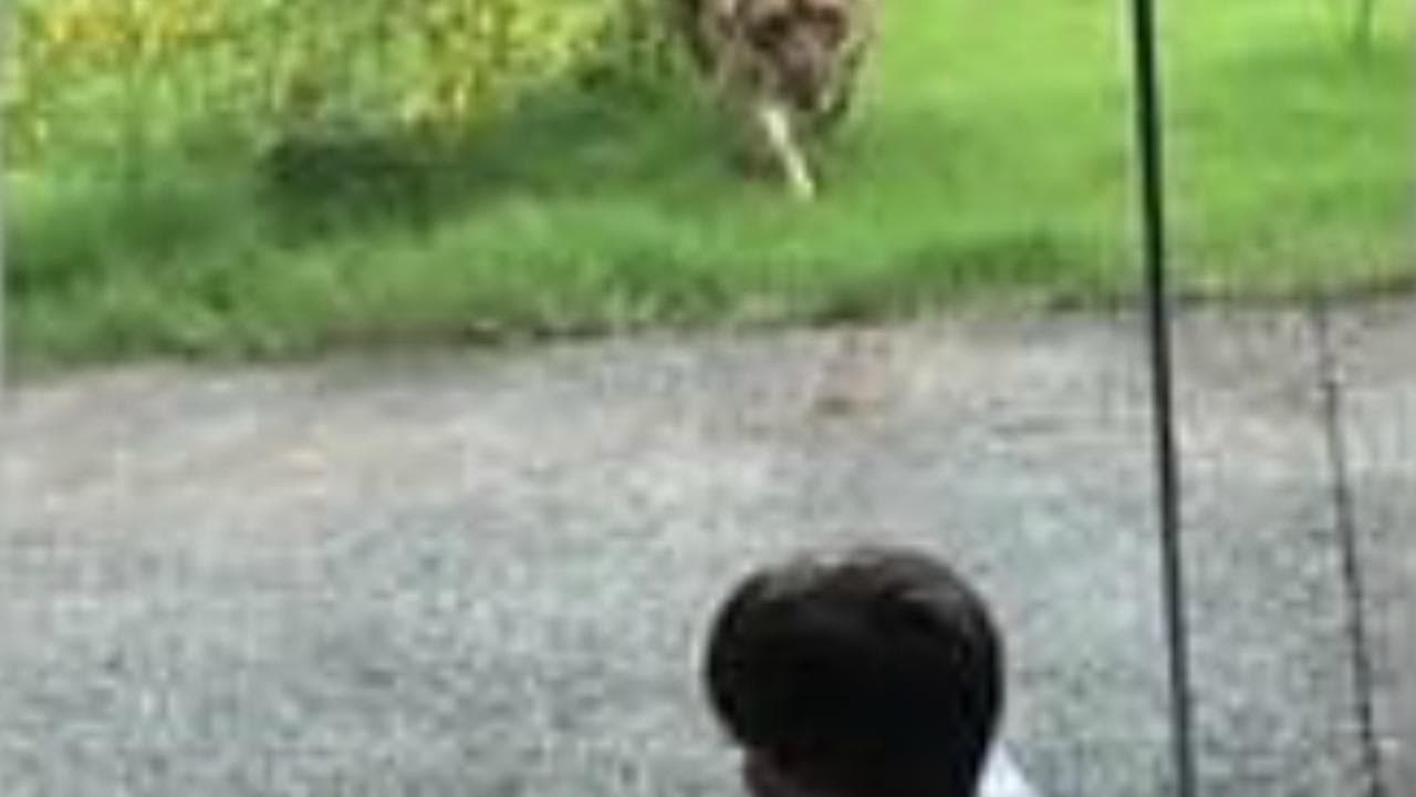 Usa, crede sia una preda: la leonessa punta il bimbo in visita allo zoo