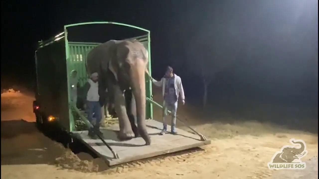 I primi passi verso la libertà dell'elefante cieco Karma