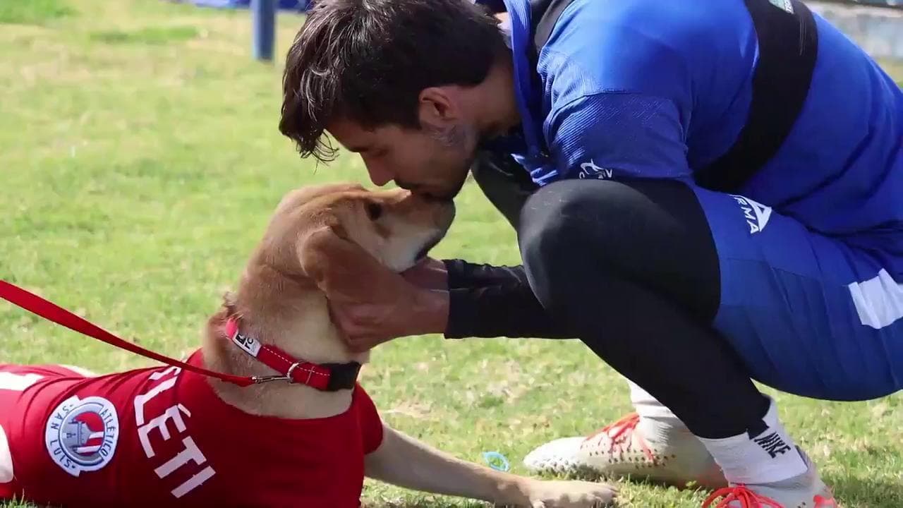 Cane randagio invade il campo durante la partita di calcio: la squadra lo adotta