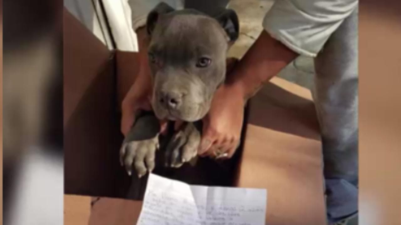 "Gli lascio un peluche così non mi dimenticherà": la scelta coraggiosa di un bambino per salvare il suo cane