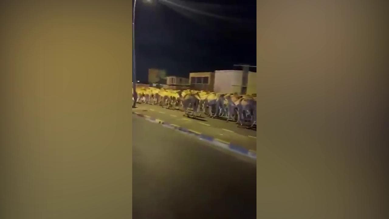 Libia, bombe sul porto di Tripoli: migliaia di cammelli in fuga