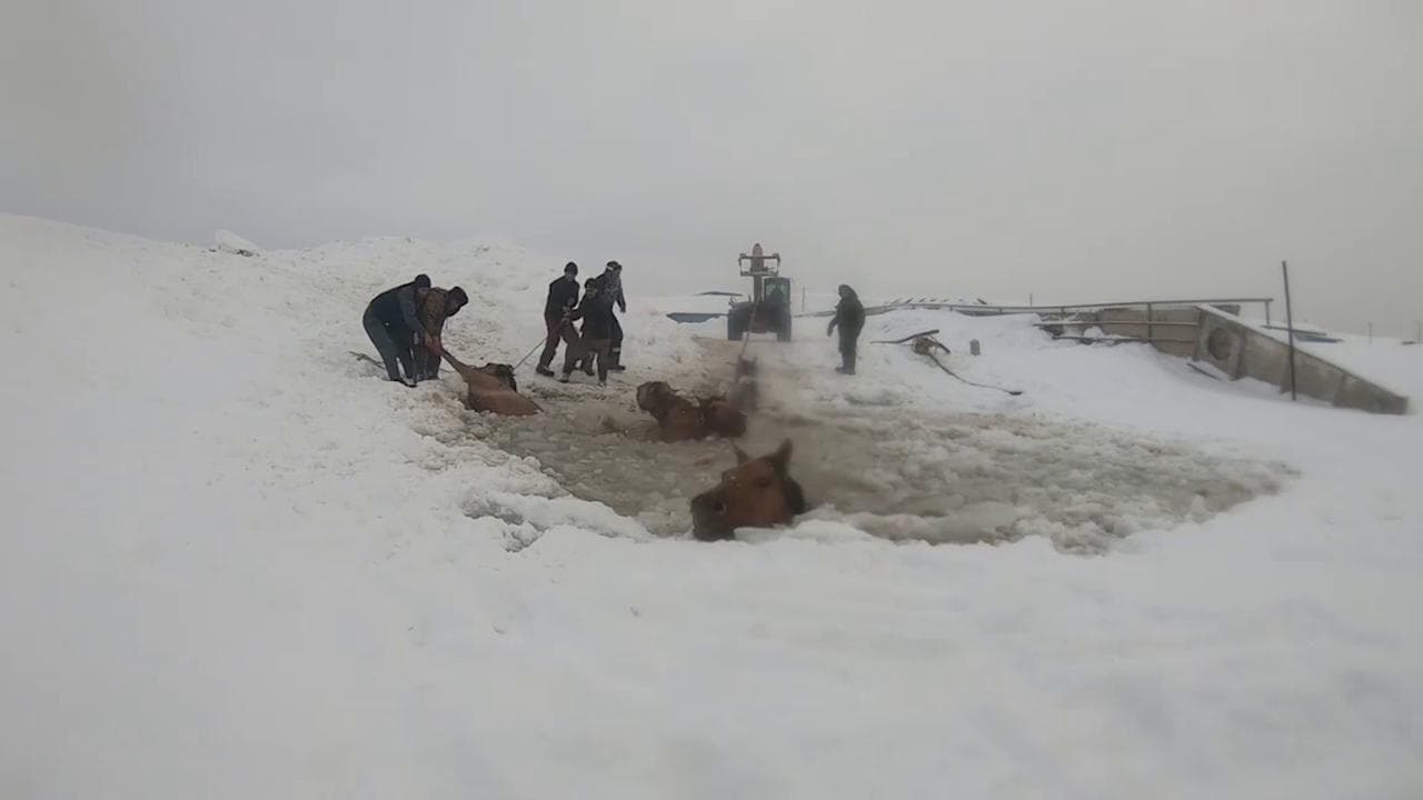Russia, il ghiaccio è troppo sottile: i cavalli rischiano di annegare nell'acqua ghiacciata