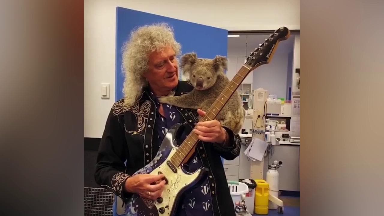 Australia, Brian May suona la chitarra con un koala in spalla