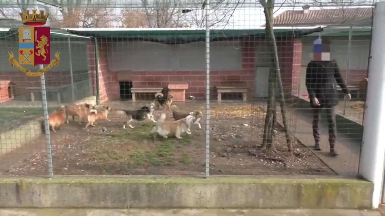 Pordenone, titolare di un canile impediva le adozioni degli animali: denunciata una donna