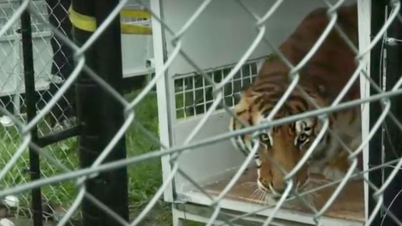 Sudafrica, la tigre del circo viene liberata dopo anni in una gabbia minuscola: la sua reazione