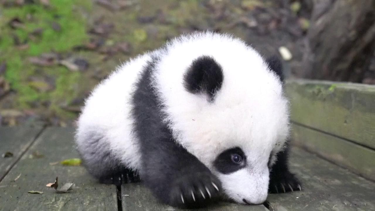 Cina, il baby panda alle prese con la prima incerta scalata