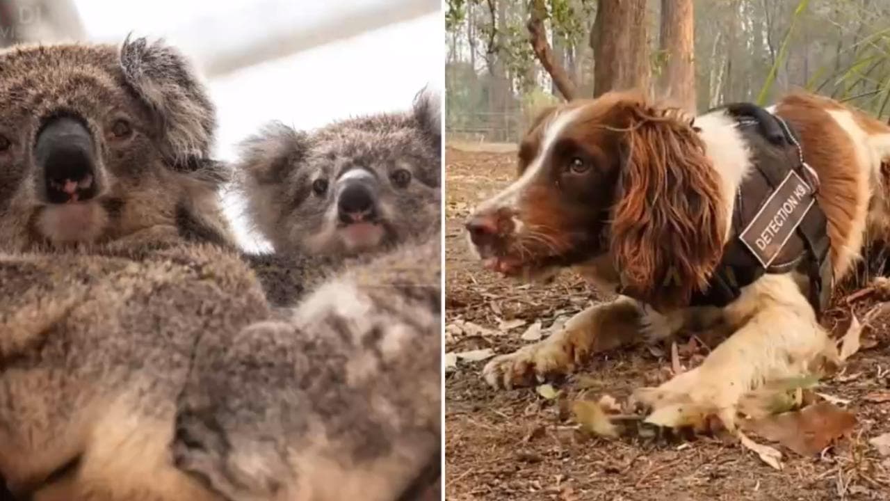 Australia, il cane eroe che salva i koala dagli incendi