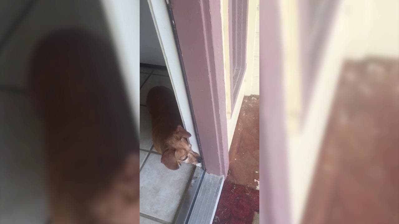 Usa, torna a casa dopo due anni: ma il suo cane non lo accoglie come si aspettava