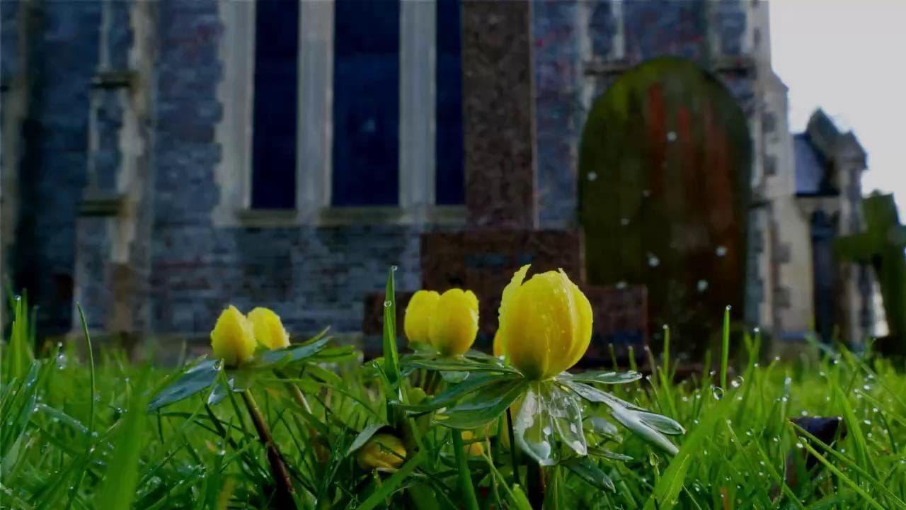Giardini in fiore in Inghilterra e neve in Arabia Saudita, il pazzo inverno 2020