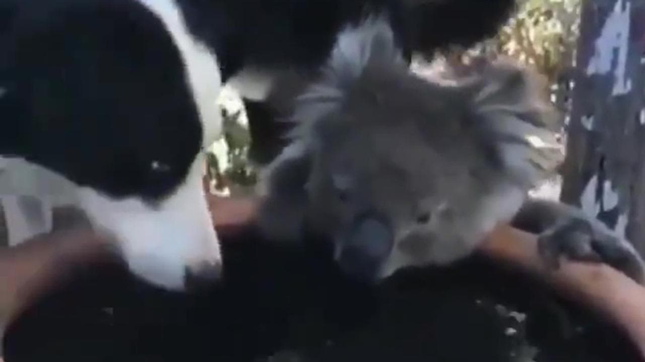 Australia, il cane condivide l'acqua con il koala assetato: le immagini commoventi