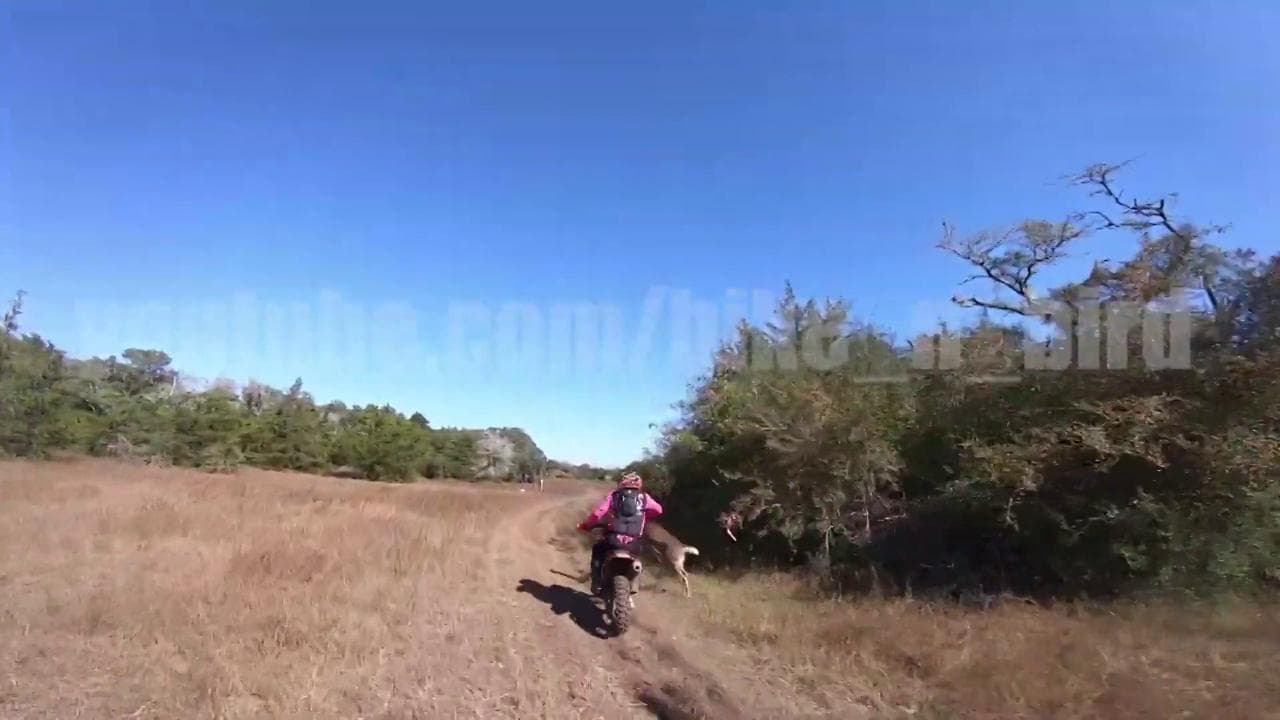 Texas, il cervo centra il motociclista: l'incidente è incredibile
