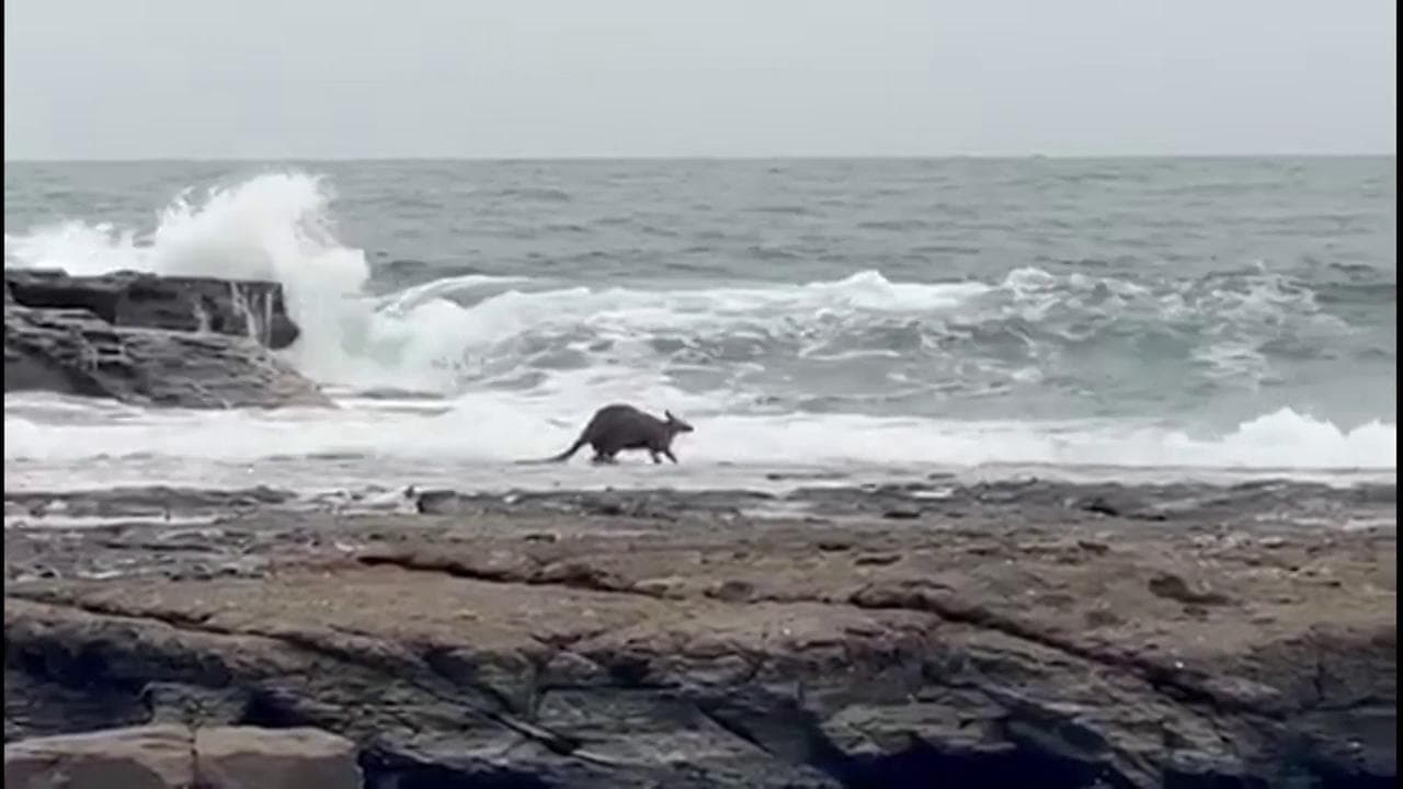 Incendi in Australia, il canguro ferito cerca sollievo in mare