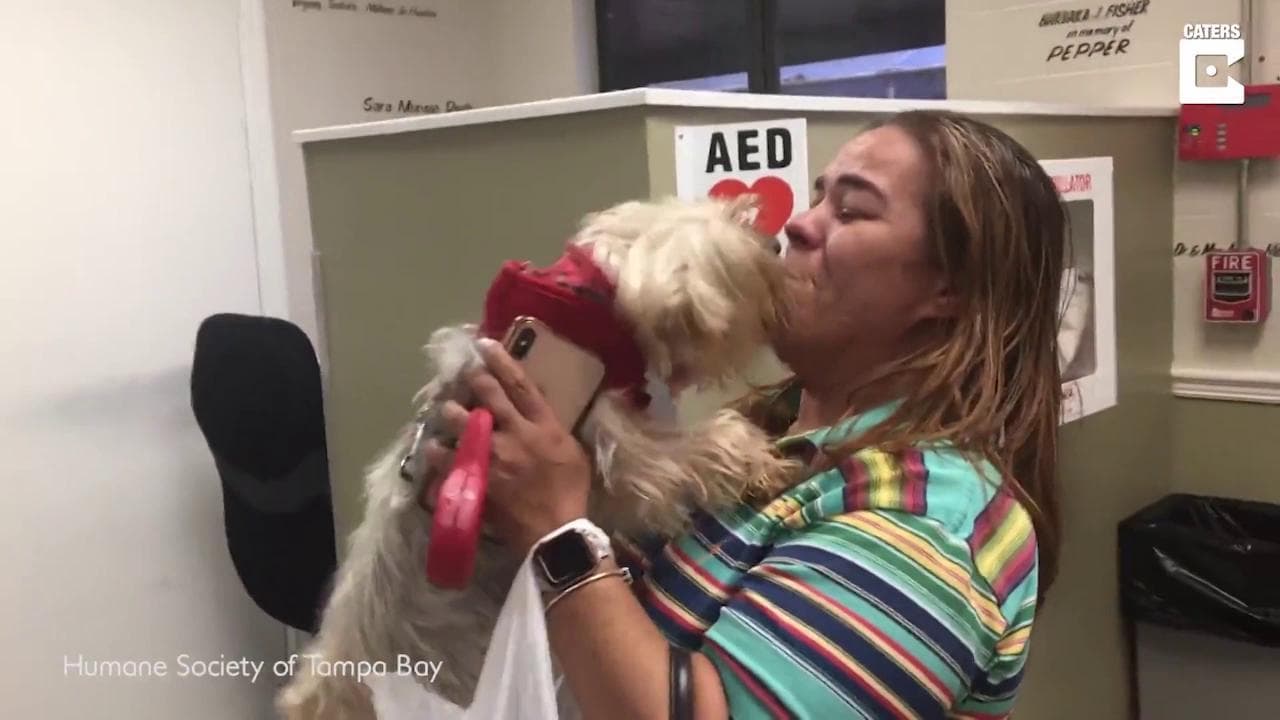 Usa, la cagnolina ritrova la padrona dopo tre anni: l'incontro è commovente