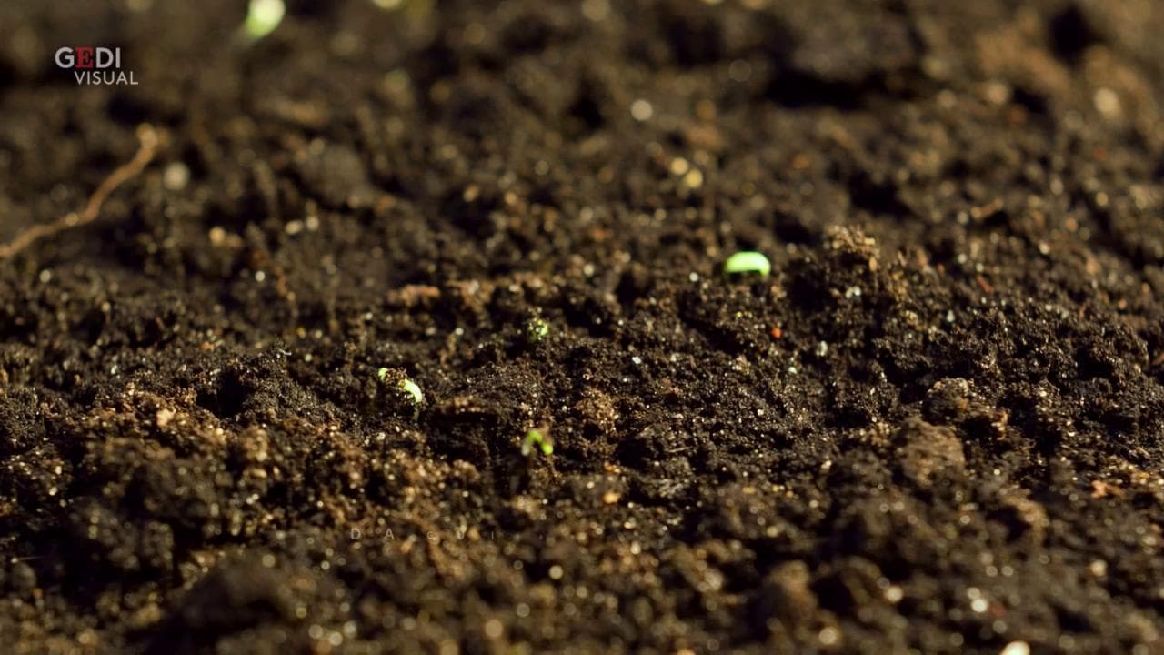 A Seattle il primo impianto di compostaggio umano: dai defunti terreno per nuova vita
