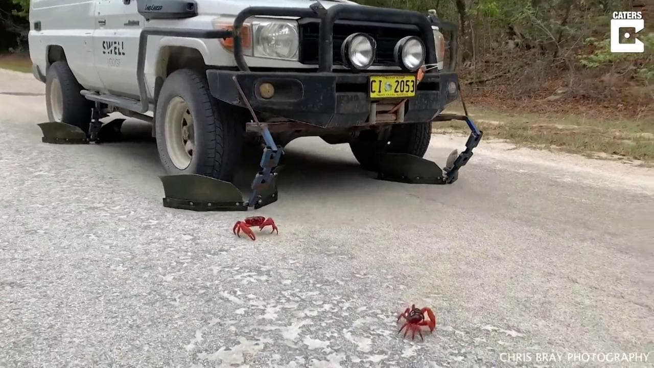 Australia, c'è la migrazione dei granchi: per non schiacciarli nasce la 'crabmobile'