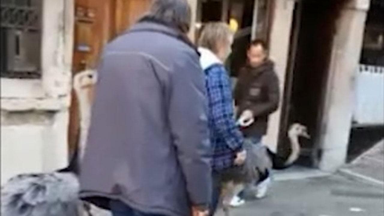 Due struzzi in gita a Venezia. Fermati dalla polizia tra le calli