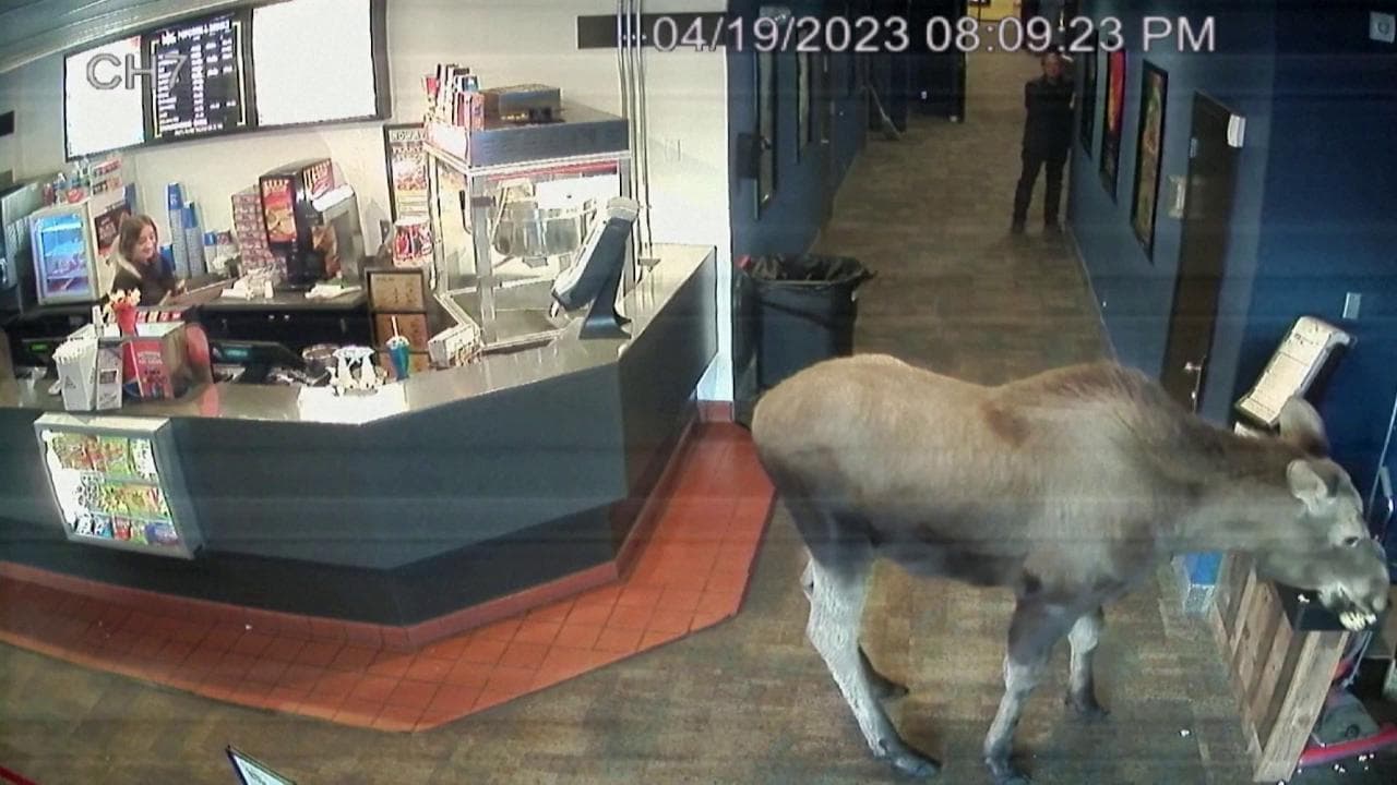 Alaska, sorpresa nella hall del cinema: c'è un alce che ruba i popcorn