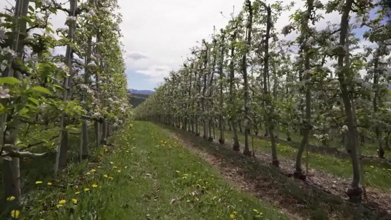 Effetto-Giappone in Val di Non, lo spettacolo dei meleti in fiore nonostante la siccità