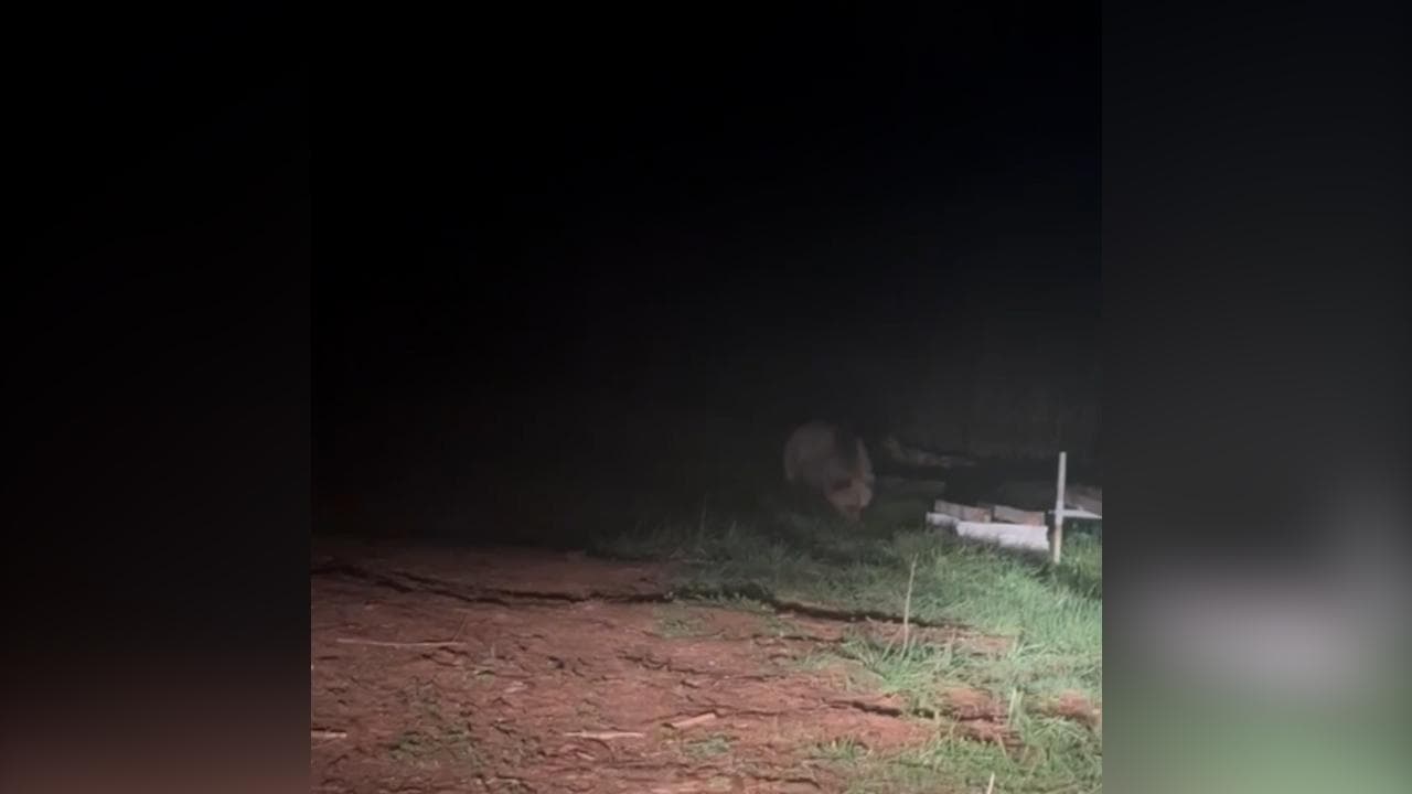 Avvistato un orso sulla pista ciclabile in Val di Non