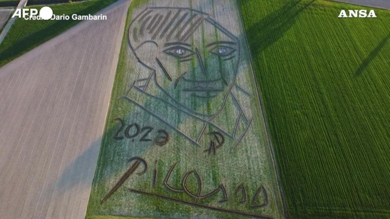 Picasso, il gigantesco ritratto realizzato con un trattore per i 50 anni dalla morte