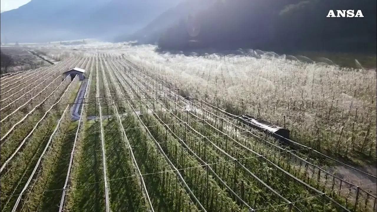La magia dei meleti ghiacciati: la tecnica in Alto Adige per proteggerli dall'ondata di freddo