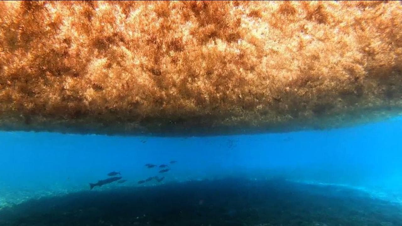 Una massa di alghe lunga 8mila chilometri si muove verso la Florida: l'allarme degli scienziati