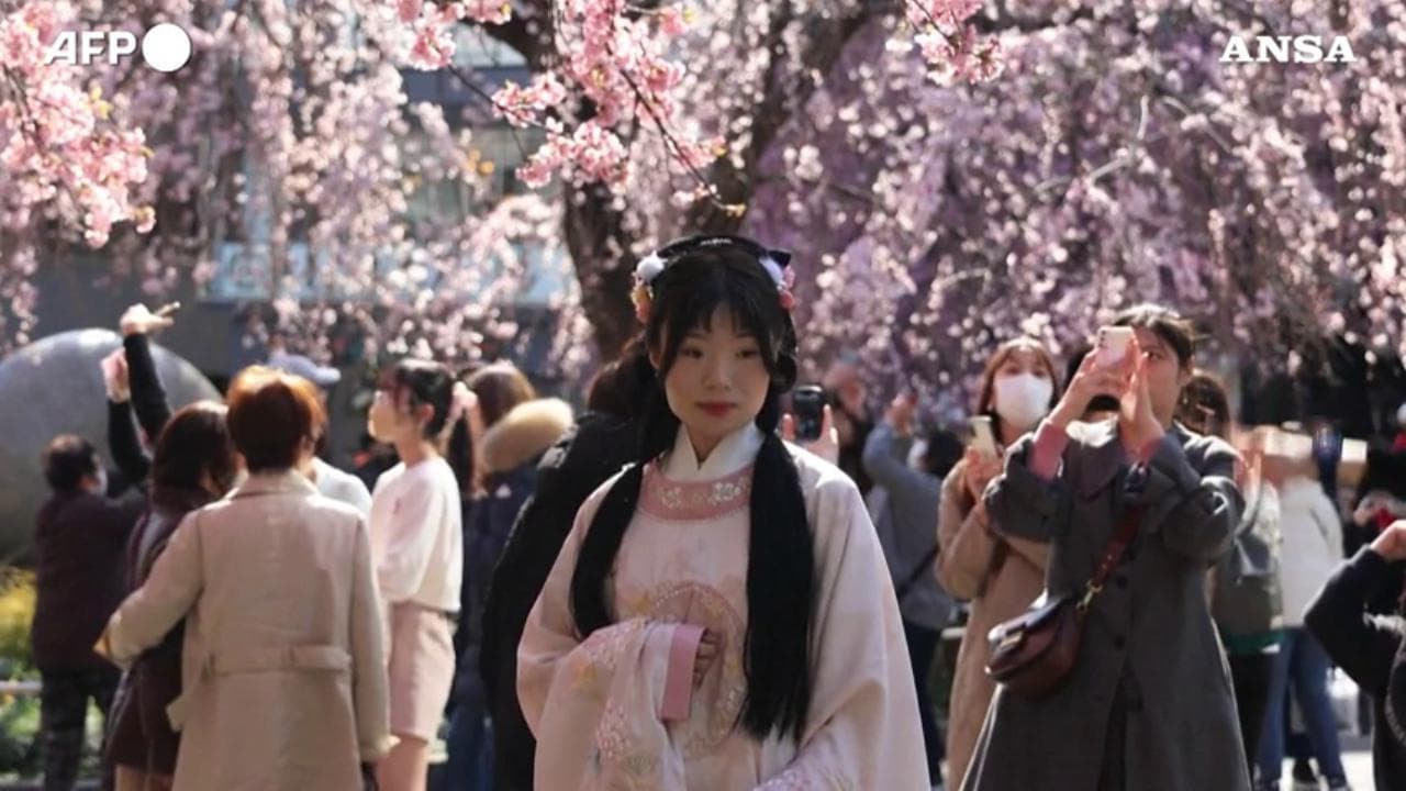 Tokyo, inizia la stagione dei fiori di ciliegio: fioritura in anticipo di dieci giorni