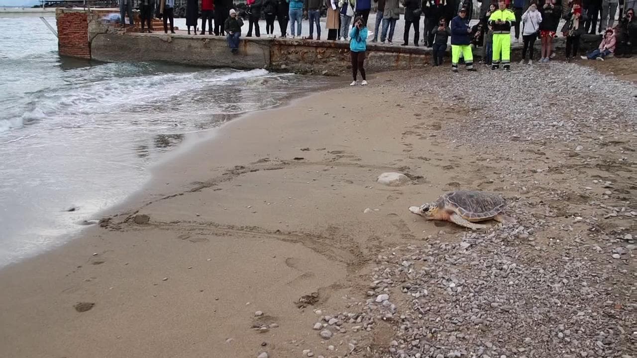 A Vico Equense liberate le tartarughe Osimhen e Fast