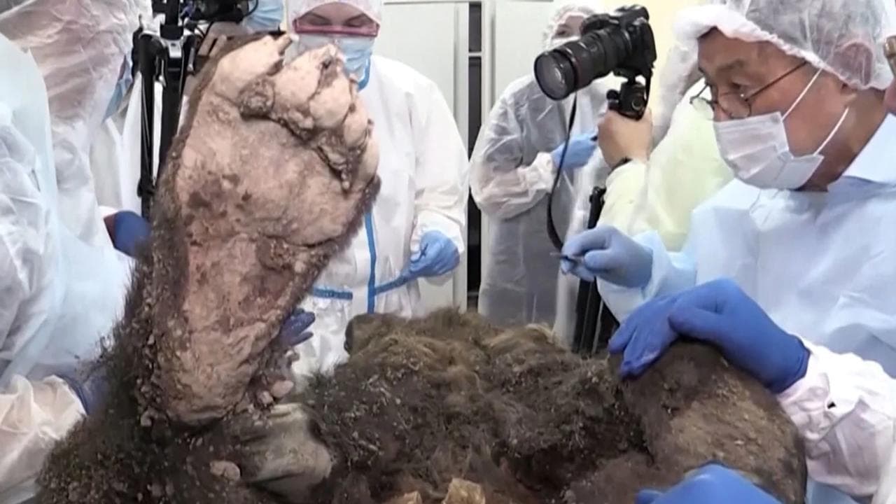Ritrovato orso di 3.500 anni fa intatto nel permafrost siberiano, i misteri dietro l'autopsia