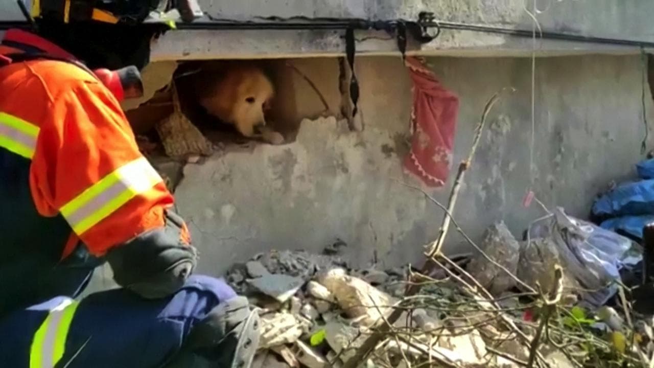 Terremoto in Turchia, cane estratto vivo dalle macerie ad Antiochia