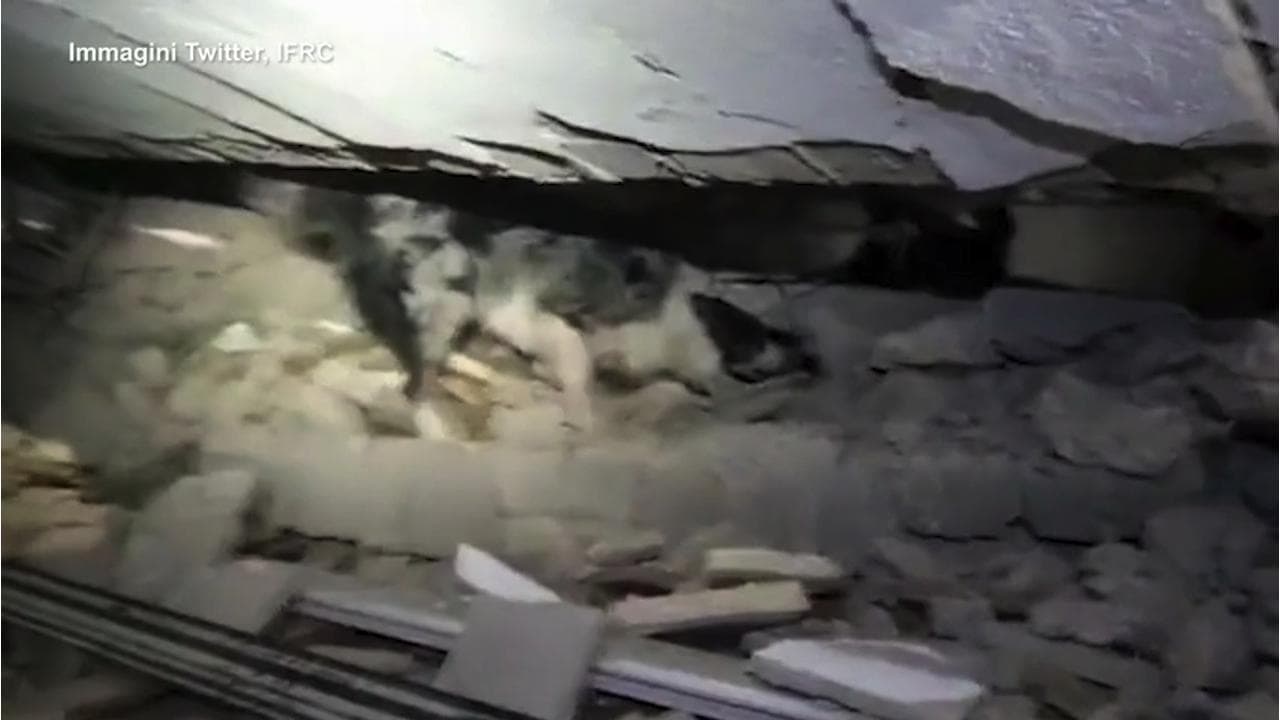 Terremoto in Turchia, un cane da ricerca trova un sopravvissuto sotto le macerie