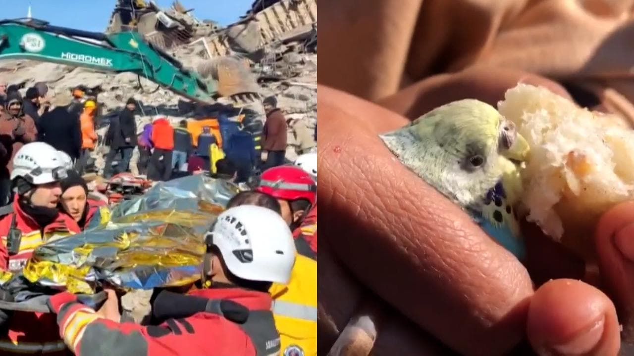 Turchia, tredicenne salvato dopo 55 ore dal terremoto insieme al suo uccellino da compagnia