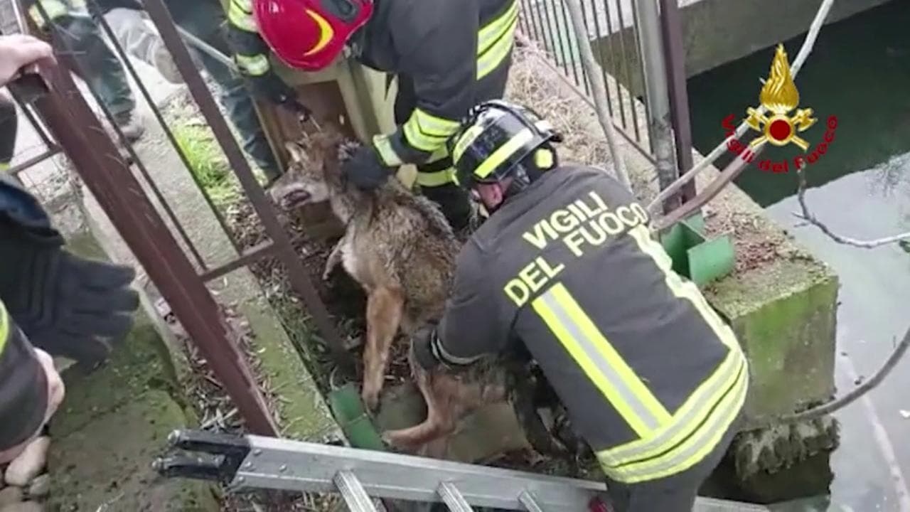 Un lupo intrappolato in un canale nel centro di Verona, salvato dai vigili del fuoco